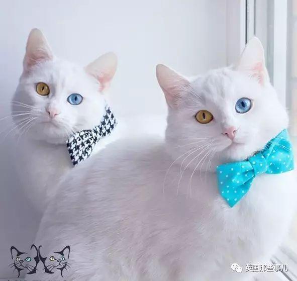 Addiction微信昵称（上瘾）网名，Addiction微信昵称（上瘾）微信昵称（一眼阳光一眼海洋……这对超美超仙的白猫双胞胎）