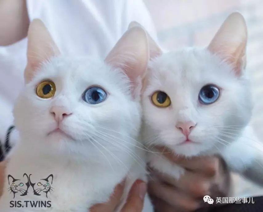 Addiction微信昵称（上瘾）网名，Addiction微信昵称（上瘾）微信昵称（一眼阳光一眼海洋……这对超美超仙的白猫双胞胎）