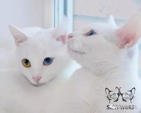 Addiction微信昵称（上瘾）网名，Addiction微信昵称（上瘾）微信昵称（一眼阳光一眼海洋……这对超美超仙的白猫双胞胎）