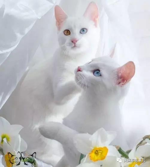 Addiction微信昵称（上瘾）网名，Addiction微信昵称（上瘾）微信昵称（一眼阳光一眼海洋……这对超美超仙的白猫双胞胎）