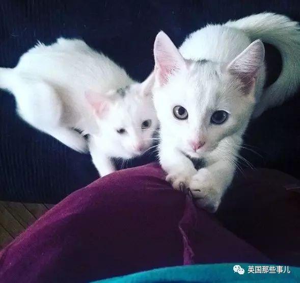 Addiction微信昵称（上瘾）网名，Addiction微信昵称（上瘾）微信昵称（一眼阳光一眼海洋……这对超美超仙的白猫双胞胎）