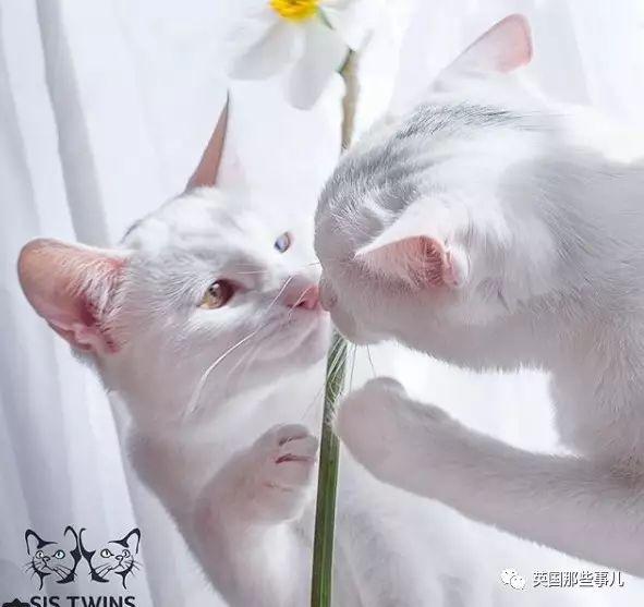 Addiction微信昵称（上瘾）网名，Addiction微信昵称（上瘾）微信昵称（一眼阳光一眼海洋……这对超美超仙的白猫双胞胎）