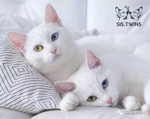 Addiction微信昵称（上瘾）网名，Addiction微信昵称（上瘾）微信昵称（一眼阳光一眼海洋……这对超美超仙的白猫双胞胎）