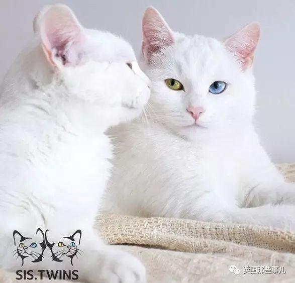 Addiction微信昵称（上瘾）网名，Addiction微信昵称（上瘾）微信昵称（一眼阳光一眼海洋……这对超美超仙的白猫双胞胎）