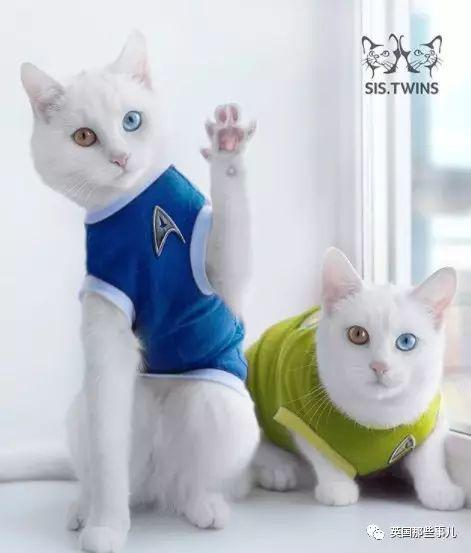 Addiction微信昵称（上瘾）网名，Addiction微信昵称（上瘾）微信昵称（一眼阳光一眼海洋……这对超美超仙的白猫双胞胎）