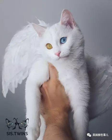 Addiction微信昵称（上瘾）网名，Addiction微信昵称（上瘾）微信昵称（一眼阳光一眼海洋……这对超美超仙的白猫双胞胎）