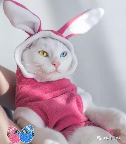 Addiction微信昵称（上瘾）网名，Addiction微信昵称（上瘾）微信昵称（一眼阳光一眼海洋……这对超美超仙的白猫双胞胎）