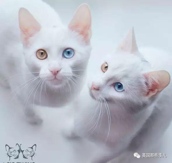 Addiction微信昵称（上瘾）网名，Addiction微信昵称（上瘾）微信昵称（一眼阳光一眼海洋……这对超美超仙的白猫双胞胎）