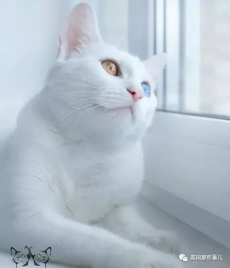 Addiction微信昵称（上瘾）网名，Addiction微信昵称（上瘾）微信昵称（一眼阳光一眼海洋……这对超美超仙的白猫双胞胎）