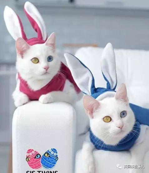 Addiction微信昵称（上瘾）网名，Addiction微信昵称（上瘾）微信昵称（一眼阳光一眼海洋……这对超美超仙的白猫双胞胎）