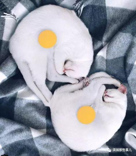 Addiction微信昵称（上瘾）网名，Addiction微信昵称（上瘾）微信昵称（一眼阳光一眼海洋……这对超美超仙的白猫双胞胎）