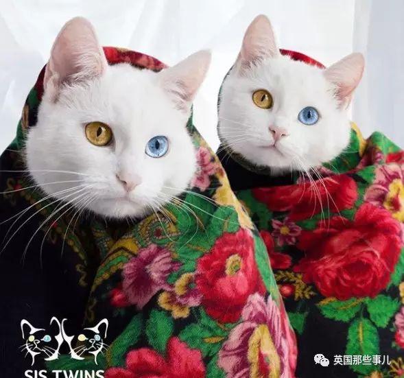 Addiction微信昵称（上瘾）网名，Addiction微信昵称（上瘾）微信昵称（一眼阳光一眼海洋……这对超美超仙的白猫双胞胎）