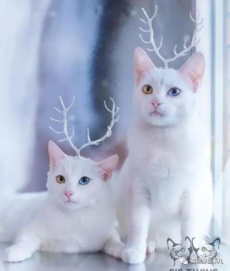 Addiction微信昵称（上瘾）网名，Addiction微信昵称（上瘾）微信昵称（一眼阳光一眼海洋……这对超美超仙的白猫双胞胎）