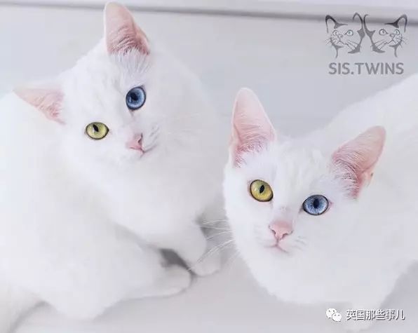 Addiction微信昵称（上瘾）网名，Addiction微信昵称（上瘾）微信昵称（一眼阳光一眼海洋……这对超美超仙的白猫双胞胎）