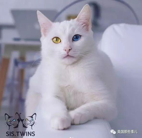 Addiction微信昵称（上瘾）网名，Addiction微信昵称（上瘾）微信昵称（一眼阳光一眼海洋……这对超美超仙的白猫双胞胎）