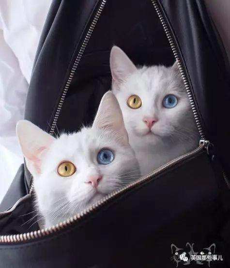 Addiction微信昵称（上瘾）网名，Addiction微信昵称（上瘾）微信昵称（一眼阳光一眼海洋……这对超美超仙的白猫双胞胎）