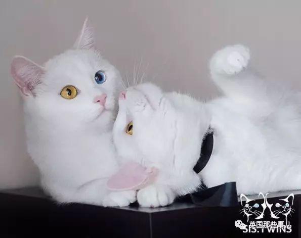 Addiction微信昵称（上瘾）网名，Addiction微信昵称（上瘾）微信昵称（一眼阳光一眼海洋……这对超美超仙的白猫双胞胎）