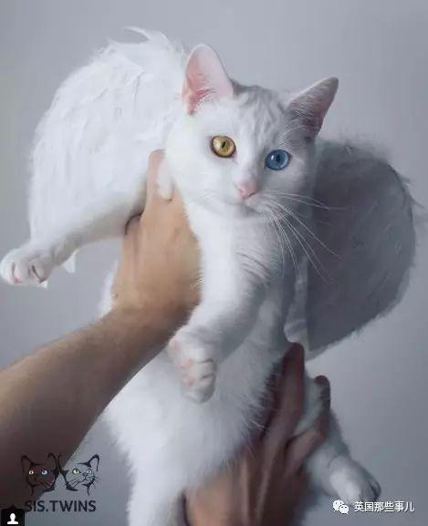 Addiction微信昵称（上瘾）网名，Addiction微信昵称（上瘾）微信昵称（一眼阳光一眼海洋……这对超美超仙的白猫双胞胎）