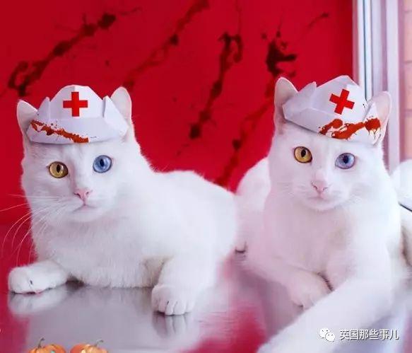 Addiction微信昵称（上瘾）网名，Addiction微信昵称（上瘾）微信昵称（一眼阳光一眼海洋……这对超美超仙的白猫双胞胎）