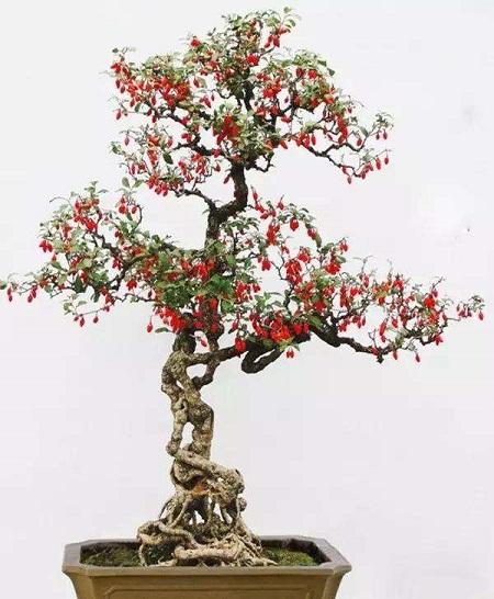 枸杞的叶子发黄是什么原因，枸杞叶子变黄变小是什么原因（枸杞子盆景叶子发黄怎么办）