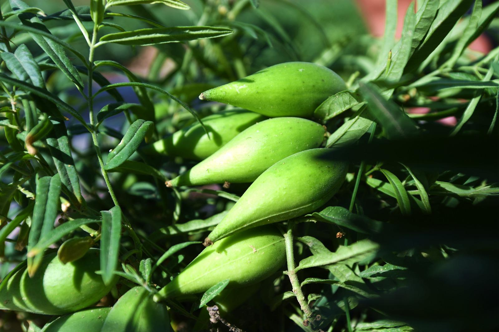 奶瓜瓜的作用与功效,木瓜加牛奶的作用与功效(宁夏小伙将奶瓜瓜种成
