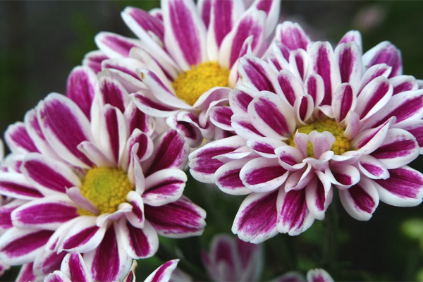 单身生肖猴速配结婚对象，属猴生肖婚配（属猴人几月出生最好命）