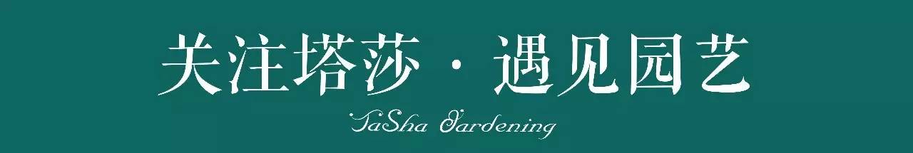 郁金香怎么养可以一直开花，这儿还有一份种植养护全指南向你甩了过来