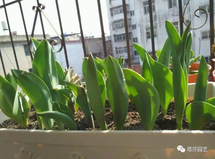 郁金香怎么养可以一直开花，这儿还有一份种植养护全指南向你甩了过来