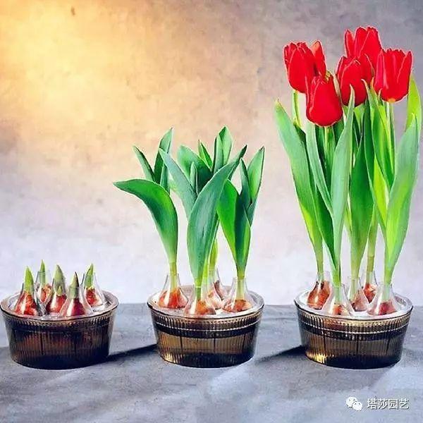 郁金香怎么养可以一直开花，这儿还有一份种植养护全指南向你甩了过来
