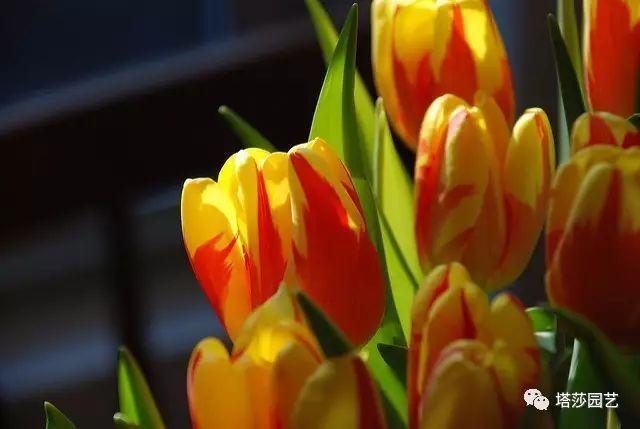 郁金香怎么养可以一直开花，这儿还有一份种植养护全指南向你甩了过来