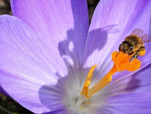 单身生肖猴速配结婚对象，属猴生肖婚配（属猴人几月出生最好命）