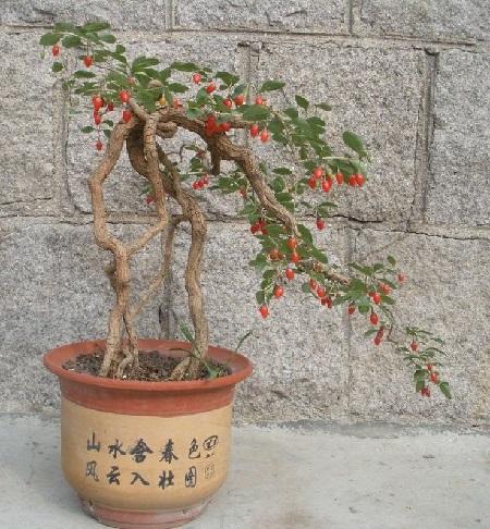 枸杞的叶子发黄是什么原因，枸杞叶子变黄变小是什么原因（枸杞子盆景叶子发黄怎么办）