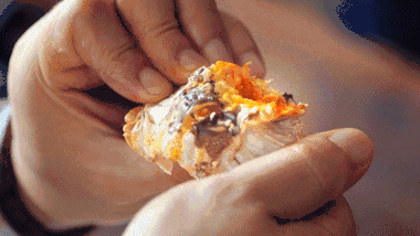 怎么钓螃蟹，钓螃蟹的最快方法钓螃蟹神器（今秋肥美螃蟹新鲜海货就靠本文了）