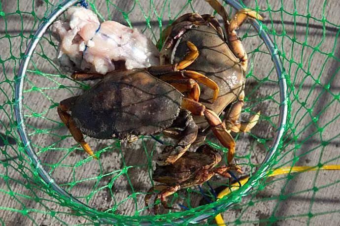 怎么钓螃蟹，钓螃蟹的最快方法钓螃蟹神器（今秋肥美螃蟹新鲜海货就靠本文了）
