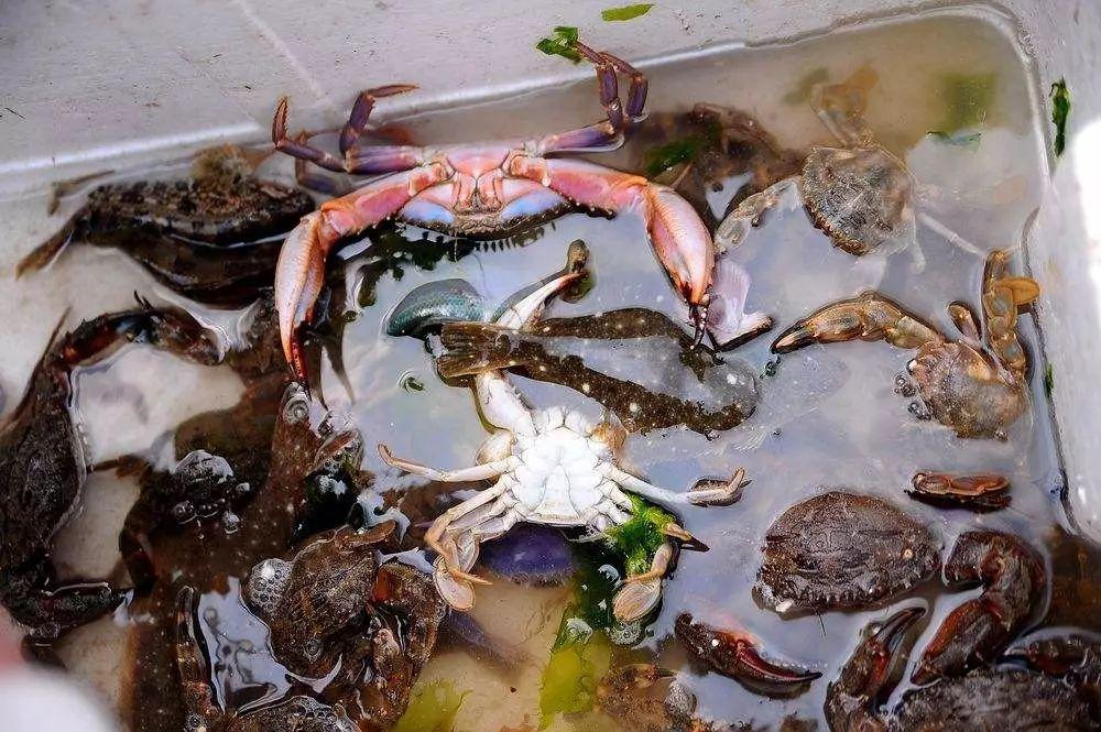 怎么钓螃蟹，钓螃蟹的最快方法钓螃蟹神器（今秋肥美螃蟹新鲜海货就靠本文了）