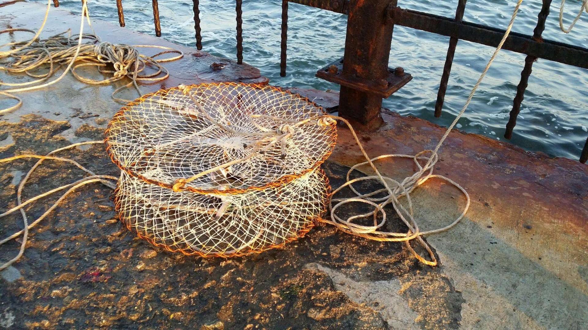 怎么钓螃蟹，钓螃蟹的最快方法钓螃蟹神器（今秋肥美螃蟹新鲜海货就靠本文了）