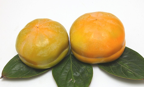 柿子叶的功效与作用，柿子树枝的功效与作用（柿子叶什么时候采最好）