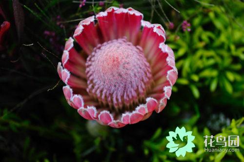 帝王花花语是什么，胜利/圆满/富贵吉祥（帝王花在生活中的价值）