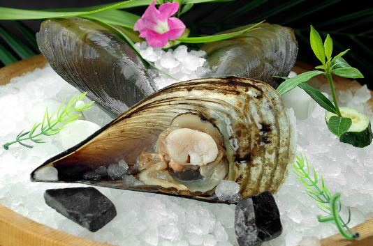 带子，带子肉海鲜是什么样的（带子怎么处理）