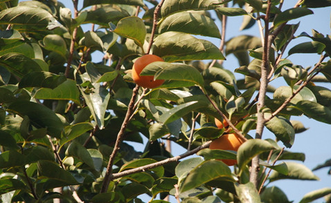 柿子叶的功效与作用，柿子树枝的功效与作用（柿子叶什么时候采最好）