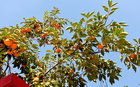 柿子叶的功效与作用，柿子树枝的功效与作用（柿子叶什么时候采最好）