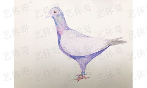 如何画和平鸽简笔画，和平鸽怎么画简笔画简单（彩铅绘画之鸽子）