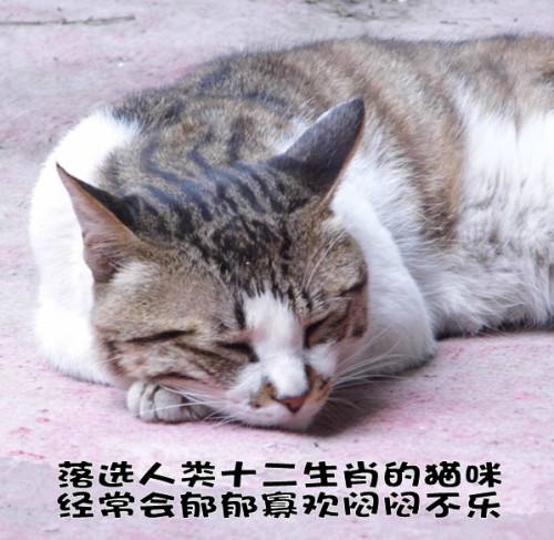 梦见猫吃老鼠什么意思，梦到猫吃了老鼠是什么意思（猫为什么要吃老鼠）