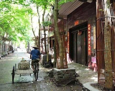 海黄是什么东西，真正的海黄是什么样子的（海黄，看了这个你会了解更多）