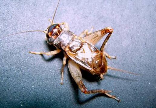 蛐蛐是什么昆虫，蛐蛐是动物还是昆虫（家里有蛐蛐怎么办）