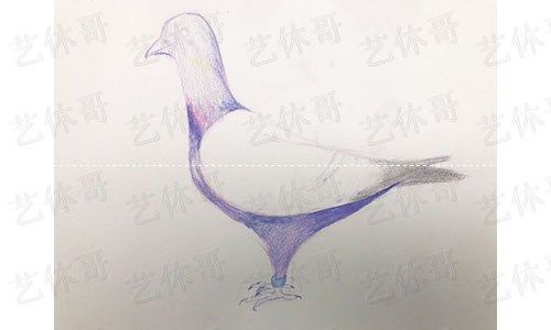 如何画和平鸽简笔画，和平鸽怎么画简笔画简单（彩铅绘画之鸽子）