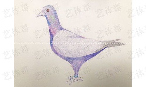 如何画和平鸽简笔画，和平鸽怎么画简笔画简单（彩铅绘画之鸽子）