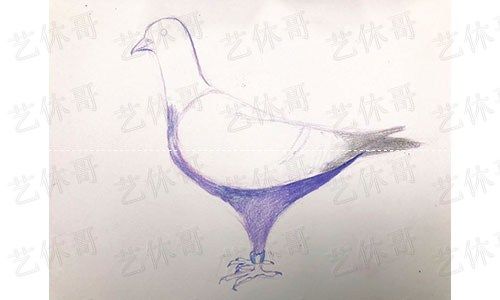 如何画和平鸽简笔画，和平鸽怎么画简笔画简单（彩铅绘画之鸽子）