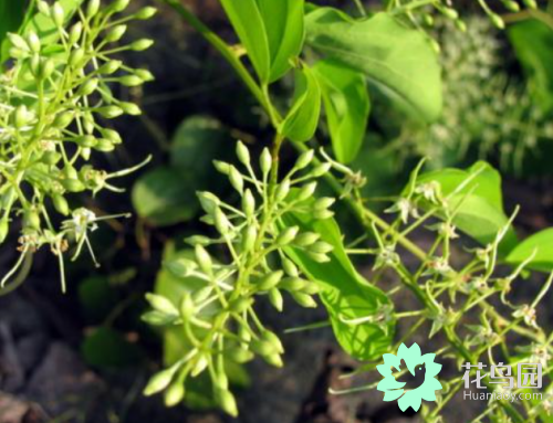 龙须藤的功效，龙须藤的功效及图片（龙须藤的经济价值与功效）