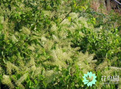 龙须藤的功效，龙须藤的功效及图片（龙须藤的经济价值与功效）